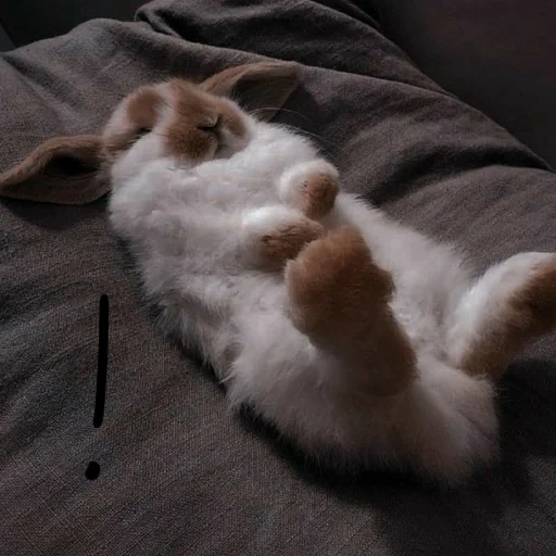 lapin endormi, lapin endormi, lapins endormis, le lapin est drôle, lapin fatigué
