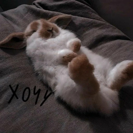 спящий зайка, спящий кролик, спящий зайчик, спящие кролики, уставший кролик