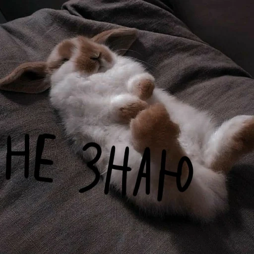 sleeping rabbit, a sleepy seal, sleeping rabbit, sleeping rabbit, a weary rabbit