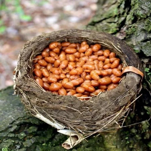 nuts, hazelnut, walnut hazelnuts, arachis nuts, cedar nuts