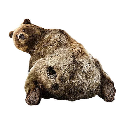 oso de peluche, grizzly, pequeño oso, oso animal, patear oso