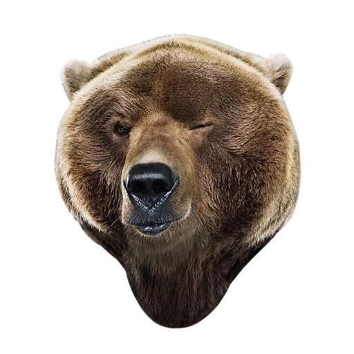 oso pardo, oso del bosque, nido de oso, pequeño oso, oso ruso