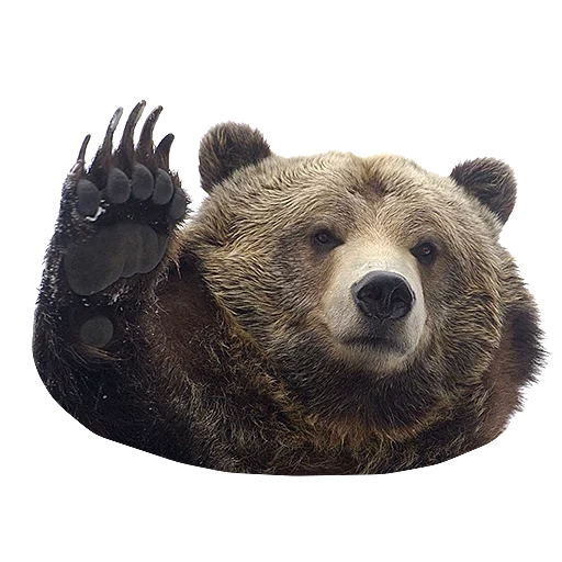 portare il muso, orso grizzly, orso orso, grande orso marrone, nord america bear grisli
