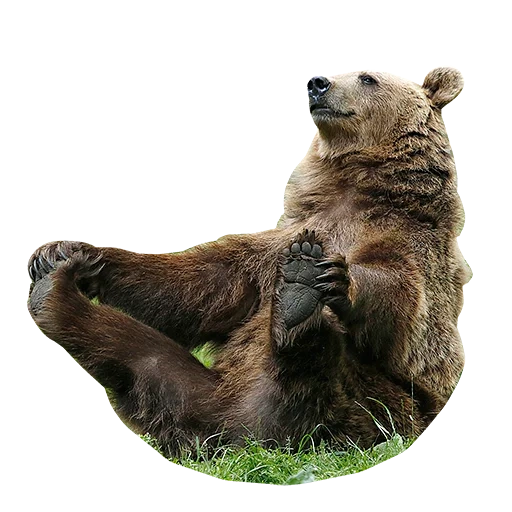 urso, urso de fundo, urso marrom, urso cinzento, urso
