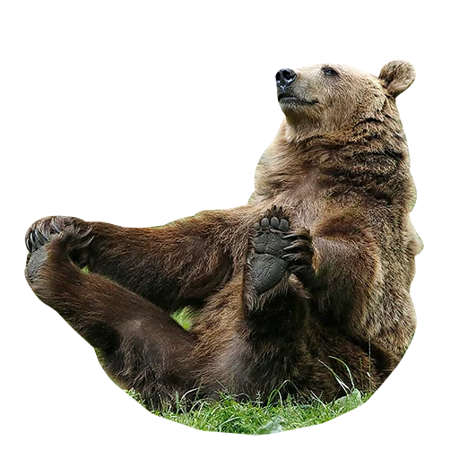 oso, oso de fondo, oso pardo, grizzly, pequeño oso