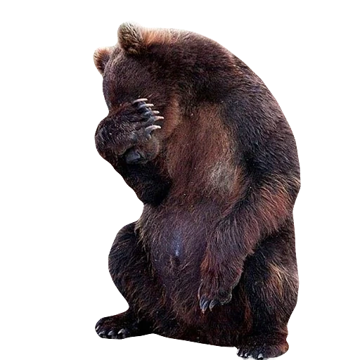 urso marrom, urso cinzento, urso, urso animal, urso humilde