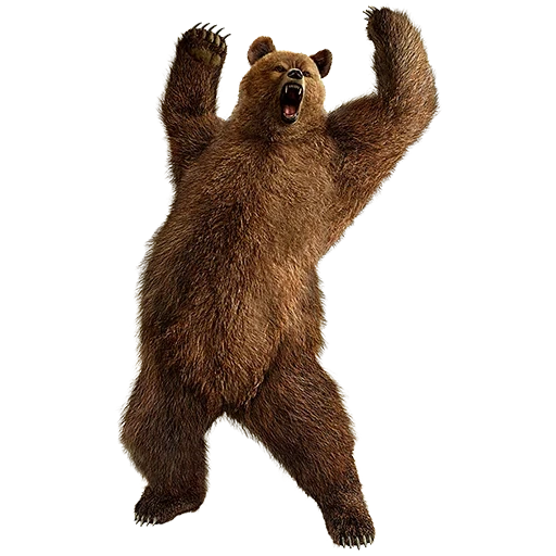 bear brown, grizzly bear, little bear, bears have no background, little bear on a white background