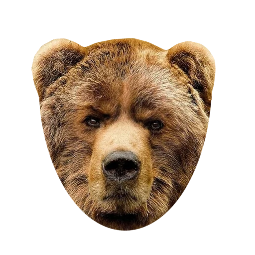 l'ours est brun, museau d'ours, ours anfas, grizzly, ours sérieux