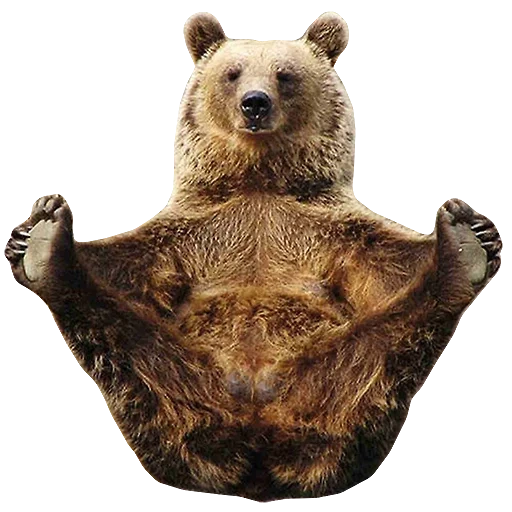 urso marrom, urso de yoga, urso marrom, urso, urso legal