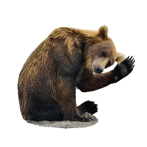 katyusha, ours umka, ours brun, grizzly, l'ours est un pied de club