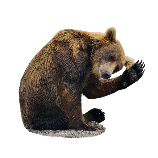 katyusha, umka bär, der braunbär, the grizzly, der hufeisenbär