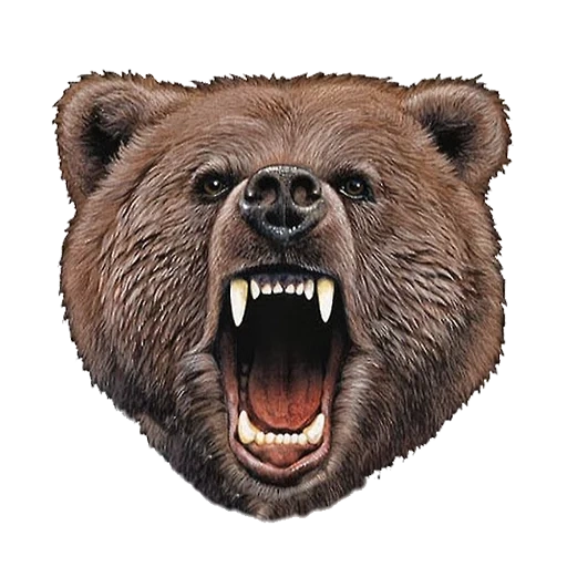 orso arrabbiato, rafael santi, l'orso stava sorridendo, orso grizzly, l'orso grizzly è malvagio
