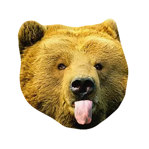 bear brown, bear face, full-faced bear, bear head, little bear