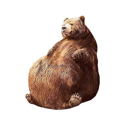 urso, urso marrom, urso cinzento, urso, urso gordo