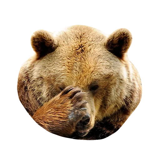 bear, urso marrom, urso cinzento, urso, urso urso