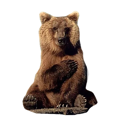 urso sentado, urso marrom, urso cinzento, urso, urso urso