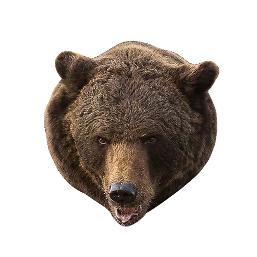 der bär, the bear face, bär braun, the grizzly, grizzly large