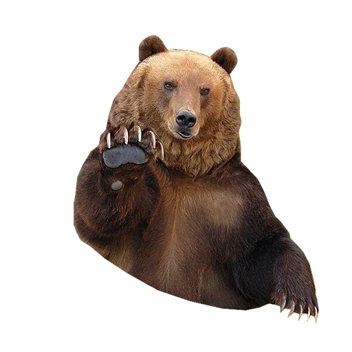 ours, l'ours est brun, grizzly, ours ours, bear grisli est un homme