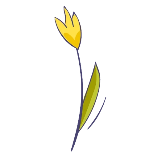 tulip shrenka, tulip leaves, tulip flower, tulip drawing, yellow tulip