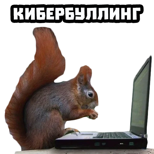 protéines, écureuils, écureuil enragé, ordinateur squirrel, écureuil devant l'ordinateur