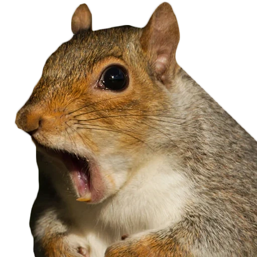 proteína, esquilo, esquilo, squirrel, esquilo engraçado