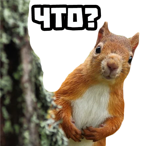 squirrels, squirrel, squirrel is red, funny proteins, the protein is ordinary