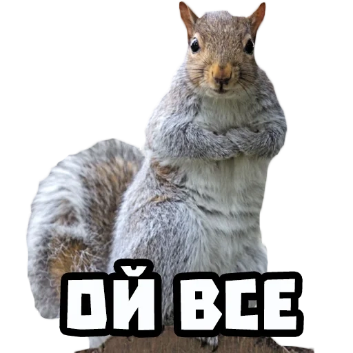 squirrels, squirrel, gray protein, squirrel is funny, the animals are cute