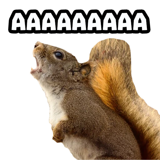 squirrel, squirrel meme, squirrel is watching, squirrel is funny, the animals are cute