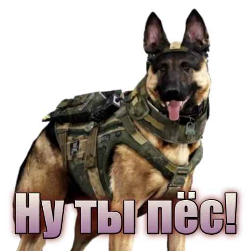 dog call duty, riley dog call duty, riley dog call duty, riley dog call duty ghost, german shepherd service dog