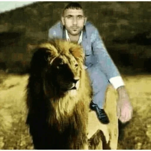 um leão, leo lion, leo alsan, wild leo, animais leo