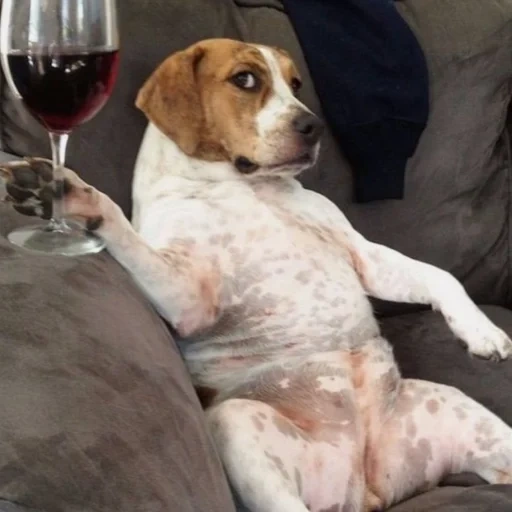 the beagle, der betrunkene hund, der hund ist lustig, fröhliche tiere, jack russell terrier