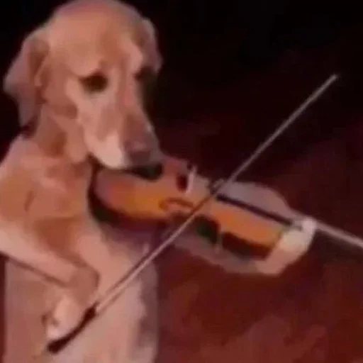 chien, le chien est drôle, chien par un violon, the walt disney company