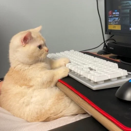gato, gato ocupado, gamer cat, jogador de gatos, o gato está no computador