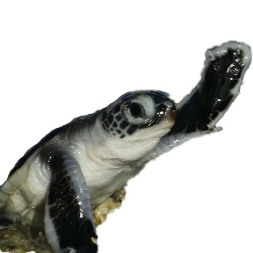 turtle, sea turtles, морская черепаха, морская черепаха милые, черепаха зеленая маленькая