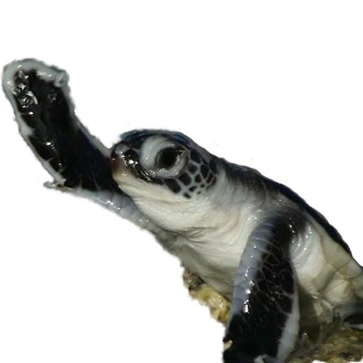 turtle, sea turtle, морская черепаха, морская черепаха милые, атлантическая ридлея черепаха