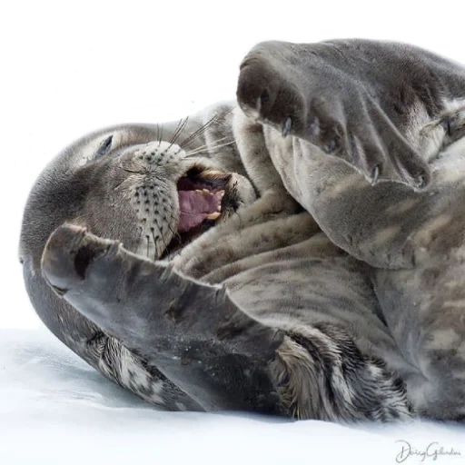 тюлень, нерпа спит, тюлень спит, серый тюлень, гибриды тюленя