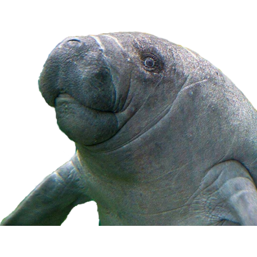 manatee, ламантины, рыба ламантин, сельва ламантины, ламантин животное