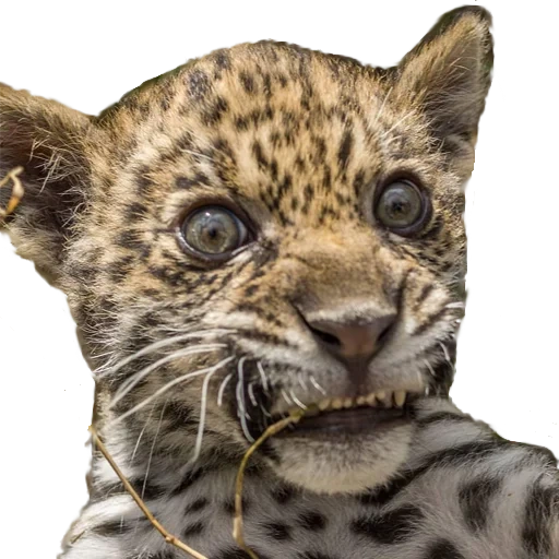леопард, детеныш леопарда, маленький леопард, пятнистый леопард, детёныш леопарда белом фоне