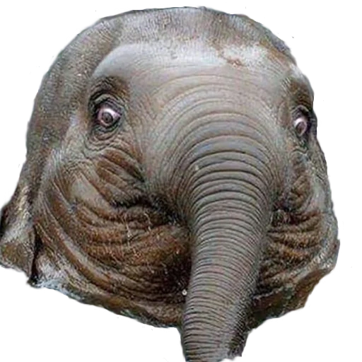 слон, большой слон, слон животное, азиатский слон, африканский слон