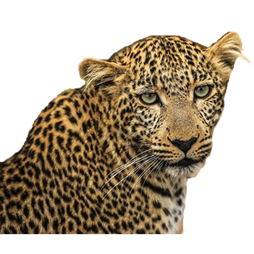 леопард ягуар, животные леопард, пятнистый леопард, африканский леопард, леопард прозрачном фоне