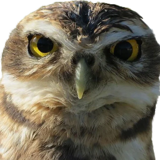 owl, сова, сова сыч, аватар сова, смешные совы