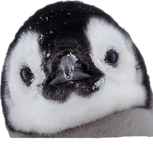 пингвин, скорострел, пингвинчики, пингвинёнок пороро, императорский пингвиненок