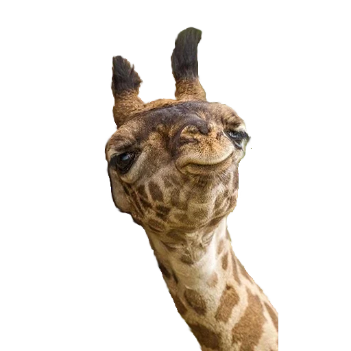жираф, лицо жирафа, жираф голова, животные жираф, фотографии жирафа