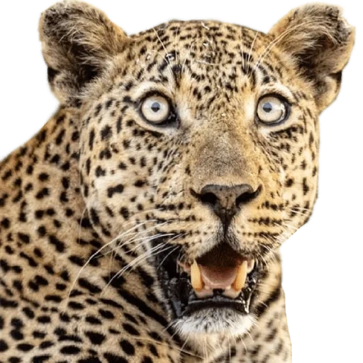 леопард, леопард морда, животное ягуар, животные леопард, леопард panthera pardus