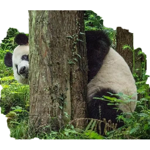 панда, иероглифы, панда бамбук, большая панда, гигантская панда