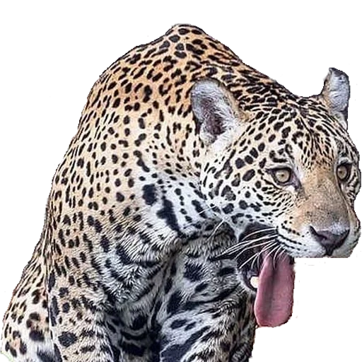 леопард ягуар, животное ягуар, ягуар амазонии, пятнистый ягуар, гепард леопард ягуар
