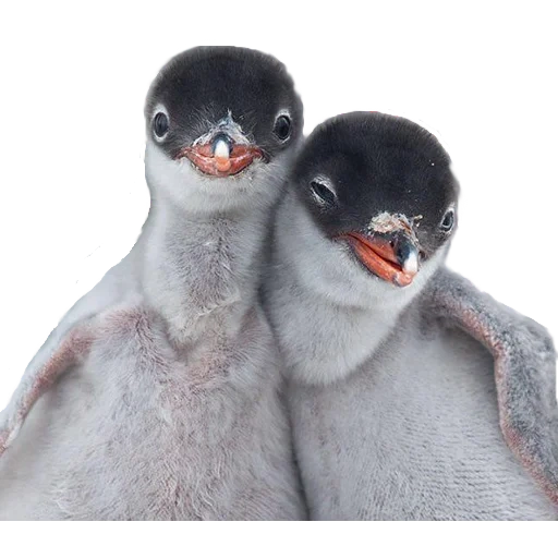 милые пингвины, смешные пингвины, пингвинёнок пороро, малый пингвин птенец, очковый пингвин птенец