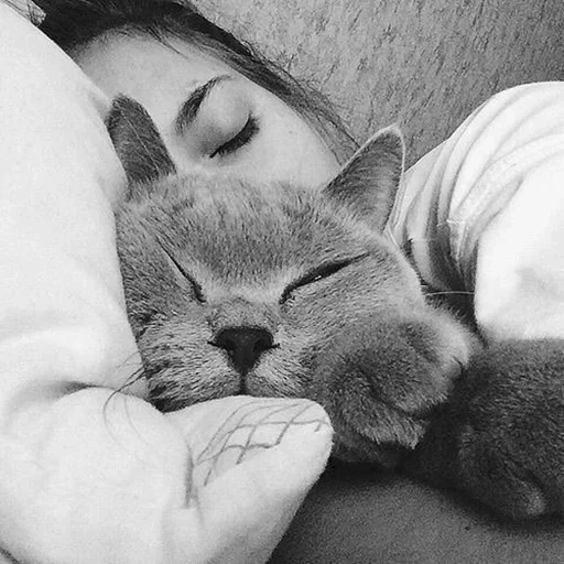 кошка, милые котики, животные милые, кошка недовольная, девушка спит котом