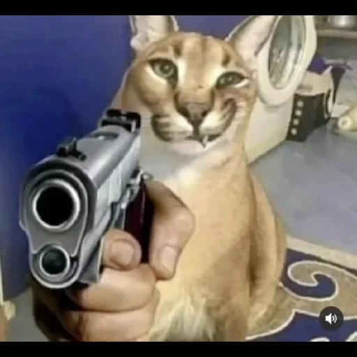 каракал, кот каракал, кошка каракал, каракал животное, шлёпа пистолетом кот