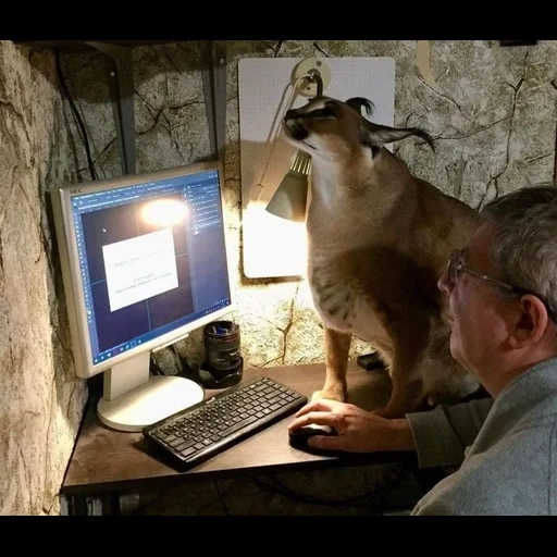 олень, экран, человек, животные, decoy naa red deer